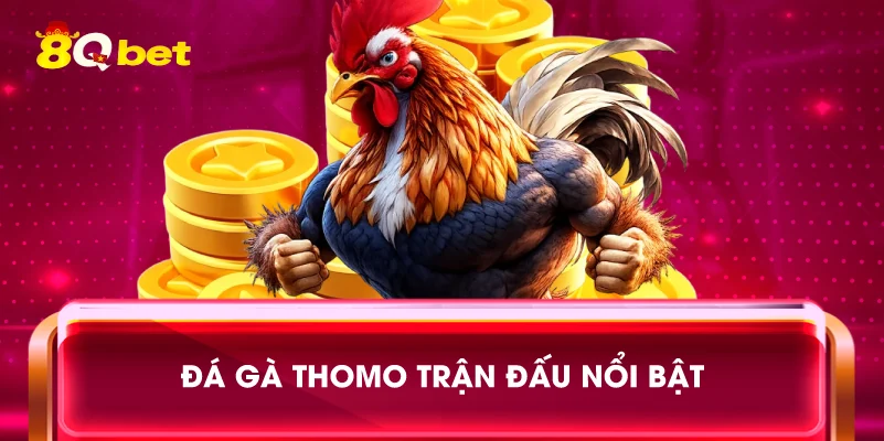Đá gà Thomo trận đấu nổi bật