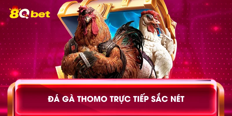 Đá gà Thomo trực tiếp sắc nét