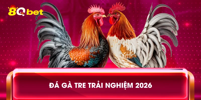 Đá gà tre trải nghiệm 2026