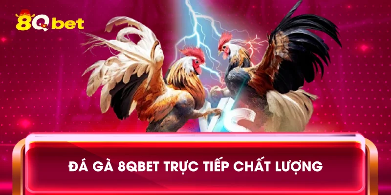Đá gà 8qbet trực tiếp chất lượng